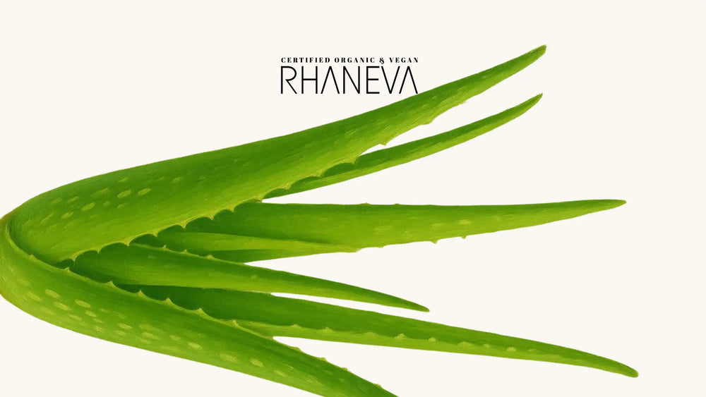 Aloe Vera: Neye yarar, nasıl kullanılır? - RHANEVA