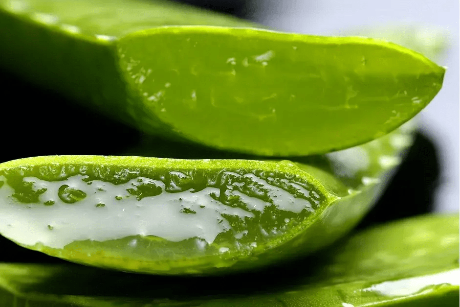 Aloe Vera: Neye yarar, nasıl kullanılır? - RHANEVA