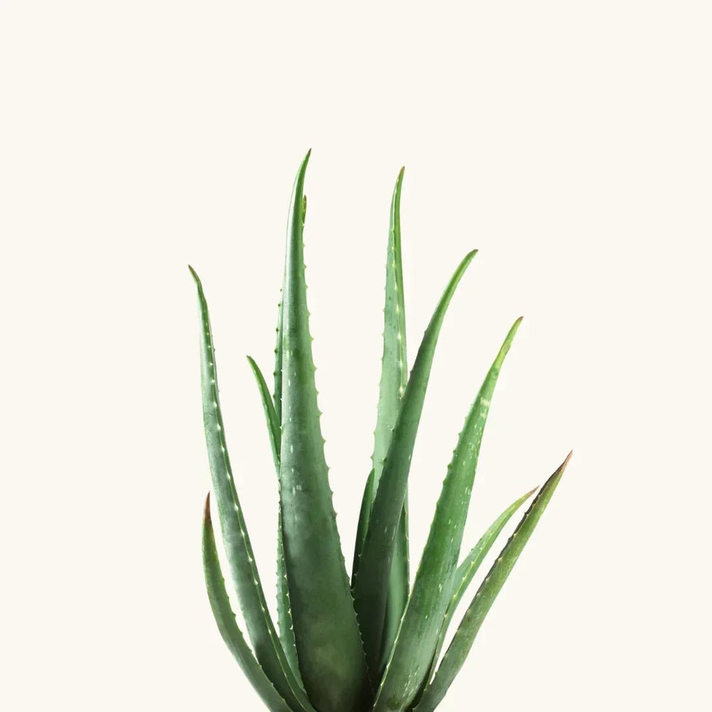 Aloe Barbadensis Leaf Juice - RHANEVA