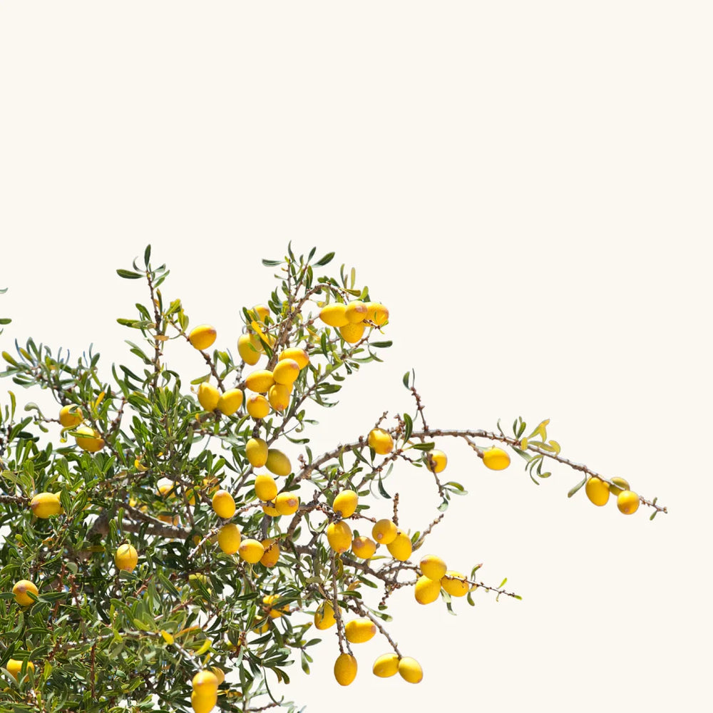Argania Spinosa Kernel Oil