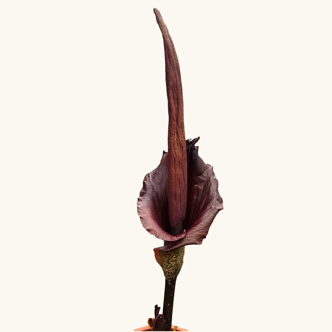 Amorphophallus Konjac Root Extract